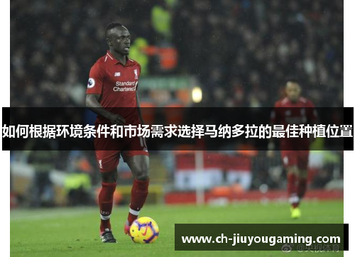 如何根据环境条件和市场需求选择马纳多拉的最佳种植位置